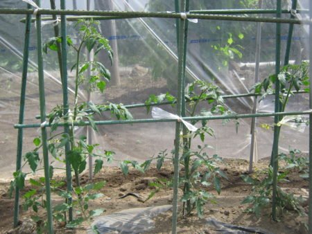 トマトは水を吸いすぎると実が割れるのでビニールハウスで育てます。