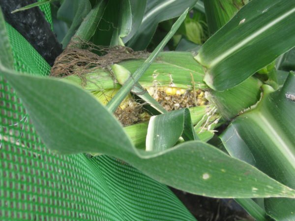 トウモロコシ の 害虫 を駆除するために 農薬 を散布