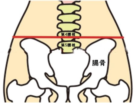 左右の腸骨稜を結ぶ線が第4・第5腰椎の間になります。