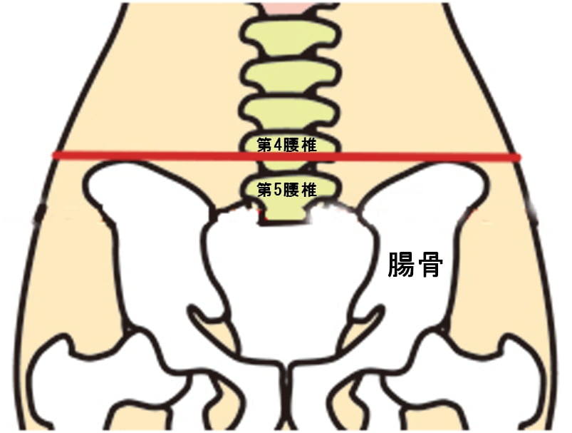 第5 腰椎 の 位置を確認 する方法